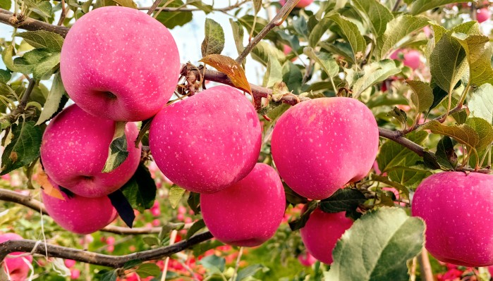 向綠而行 向新發(fā)力 加快培育新質(zhì)生產(chǎn)力——甘肅建投生態(tài)公司經(jīng)濟(jì)林建設(shè)高質(zhì)量發(fā)展紀(jì)實(shí)